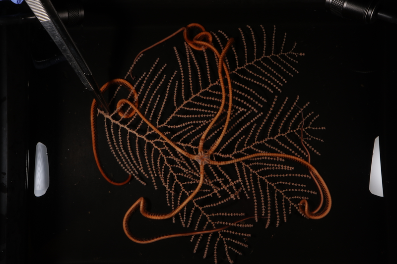 An octocoral